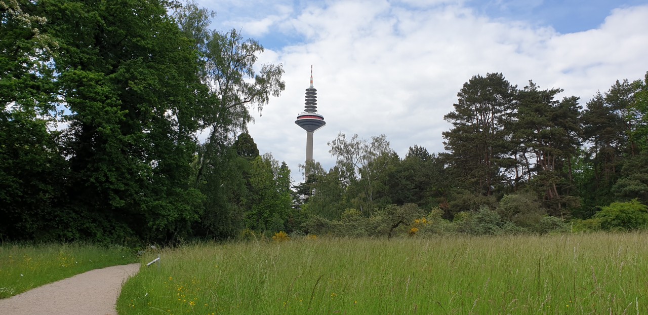 Blick vom Botanischen Garten auf den Ginnheimer Spargel 