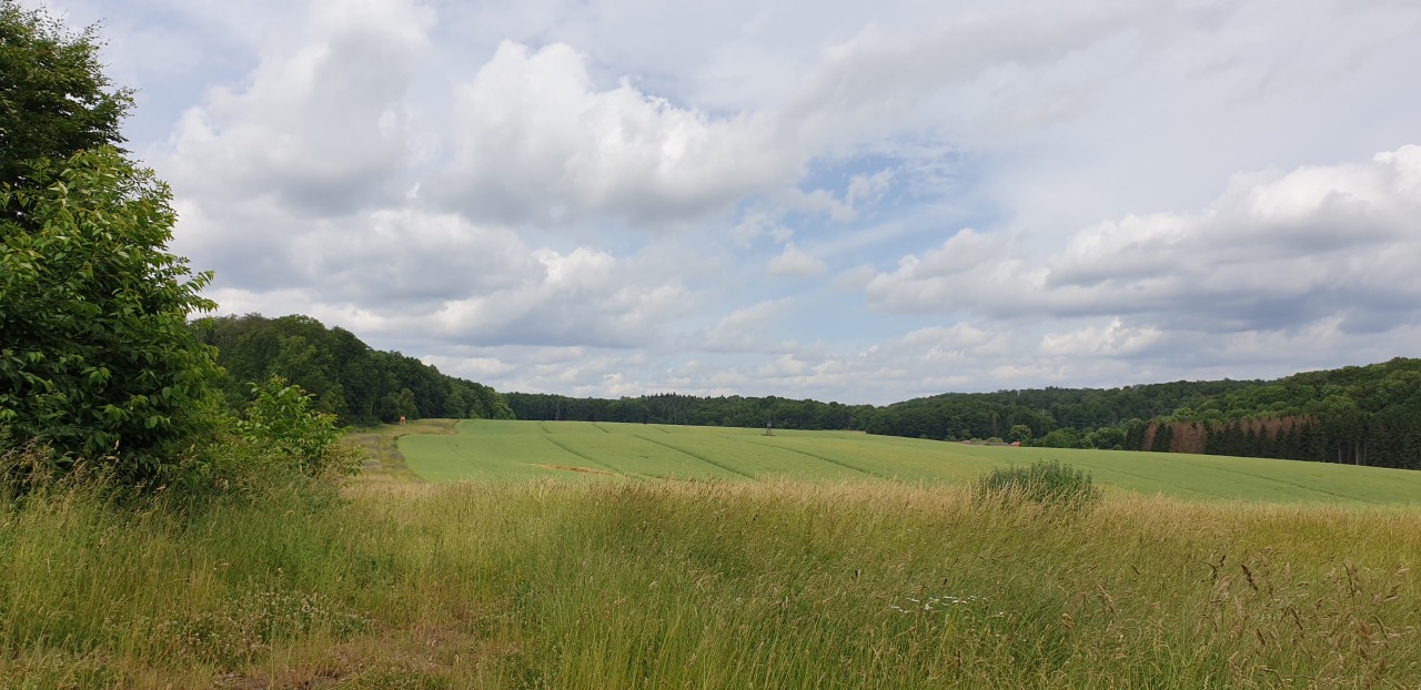 Wiesenlandschaft