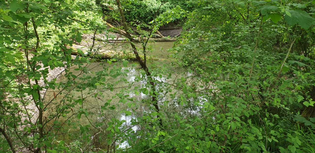 Auenlandschaft am Kühkopf