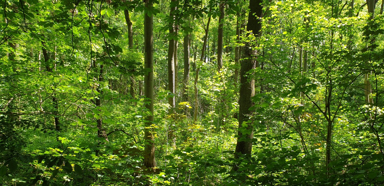 Auenlandschaft am Kühkopf